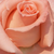 Rose - Rosiers hybrides de thé - Warm Wishes